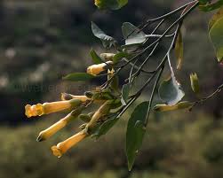 Image result for Nicotiana glauca