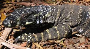 Hal ini karena fauna di bagian barat indonesia hampir sama dengan jenis fauna di benua asia secara keseluruhan. Mengenal Flora Dan Fauna Di Benua Asia Kamu Harus Tahu Imujio Com