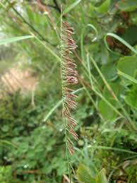 Image result for Harpachne schimperi