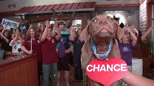 Maybe you would like to learn more about one of these? Animal Shelter Adopts Out Puppies And Kittens To An Abba Soundtrack This Really Made Me Smile Cuddly Animals Pet Adoption Animals