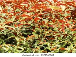 Image result for Excoecaria