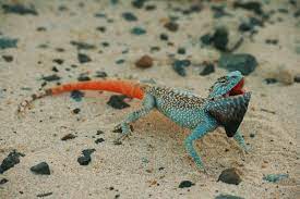 900 Lizardssalamandersnewts Ideas In 2021 Reptiles And Amphibians Reptiles Amphibians