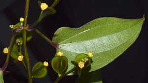 Image result for Dioscorea asteriscus