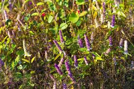 Image result for Platostoma