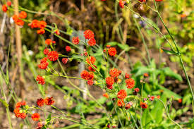 Image result for Emilia coccinea