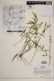 Image result for Crotalaria brevidens