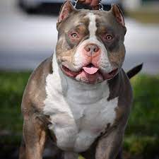 Tri Color Pocket American Bully Breeders Venomline Venomline Top Pocket American Bully Breeder American Bully Kennels American Bully American Bully Pocket