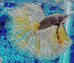 Ikan cupang (betta sp.) adalah ikan air tawar dari daerah tropis. Cupang Hias Kontes