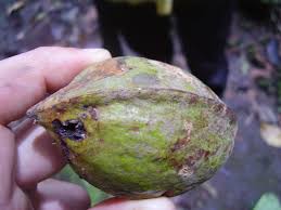 Image result for Staudtia