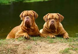 10 Of The Shortest Living Dog Breeds