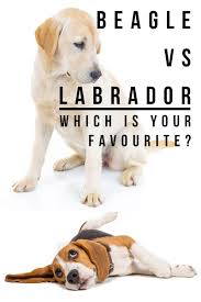 Beagle Vs Labrador Which Breed Is Right For Your Family Beagle Dog Breeds Beagle Puppy