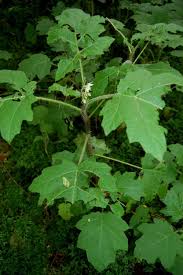 Image result for Solanum aculeatissimum