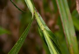 Image result for Scleria racemosa