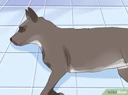 If your dog has a generalized seizure, they'll likely lose consciousness and all four limbs will move lastly, when dogs have seizures with no known cause, it's referred to as idiopathic epilepsy. How To Tell If Your Dog Has Epileptic Seizures 11 Steps