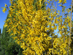 Di colore giallo, veniva usata in passato come chewing gum anche per la sua . Un Giardino Giallo Zafferano La Finestra Di Stefania
