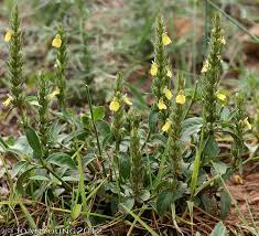 Image result for Justicia flava