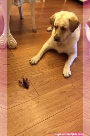 Dogs Pets Crayfish Crazydog Funnydogs Video Funny Animal Videos Cute Baby Animals Funny An 2020 Komik Kopek Fotograflari Hayvan Fikralari Hayvan Bebekler