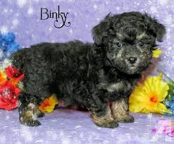 Cockapoo puppies for sale in christiansburg, virginia united states. Cockapoo Puppy For Sale Adoption Rescue For Sale In Wooster Ohio Classified Americanlisted Com