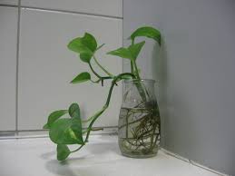Image result for money plant images