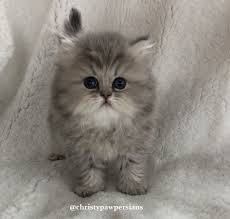 This beautiful doll face persian kitten has a beautiful triple coat and is beginning to display his beautiful green eyes, even at this tender age. Pin On Persian Kittens For Sale