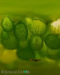 Image result for Wolffia arrhiza