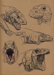Komodo Dragon Floris Van Der Peet Animal Drawings Animal Sketches Creature Art