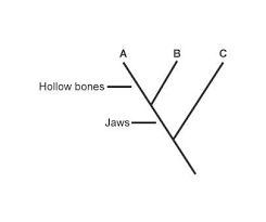 Ariel Drew The Cladogram Shown Which Best Describes Species C It Has Jaws But No Hollow Bones It Brainly Com