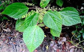 Image result for Laportea ovalifolia