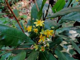 Image result for Gomphia