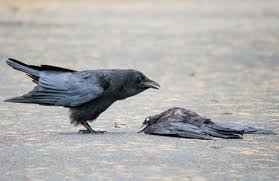 Crows are predators and scavengers, and will eat anything they can subdue. Think Crow Funerals Are Strange Wait Until You See The Wake Audubon