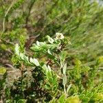 Image result for Vaccinium madagascariense