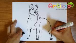 Alpha blue blood bulldog white and black. How To Draw A Pitbull Step By Step Youtube