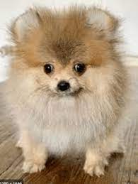 Make a down or full payment today to reserve or get your new fur baby. Mini Chow Chow Pomeranian Mix