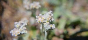 Image result for Vellereophyton dealbatum