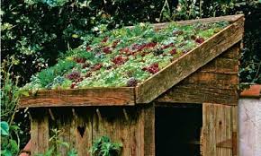 Lia Leendertz On Sedum Roofs And Tiny Gardens Green Roof Garden Sedum Roof Roof Plants