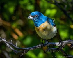 Image result for Passerina