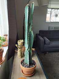 Most cacti grow slowly to moderately, in the early stages of growth it might take them 2 or 3 years to grow just a couple centimeters. Hi R Cactus I M New Here Is This Pot Big Enough Cactus