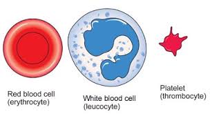 Rbcs can only flow one by one through the capillary. Blood Cells Structure And Functions Biology Notes For Igcse 2014