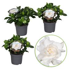 Sie haben fragen oder möchten sich die pflanzen am liebsten. Kaufen Sie Jetzt Zimmerpflanze Gardenia Gardenia Jasminoides Weib Bakker Com