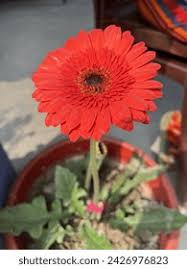 Image result for Gerbera viridifolia