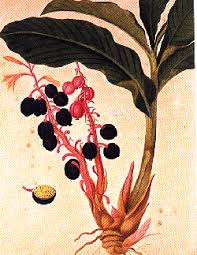 Image result for Renealmia