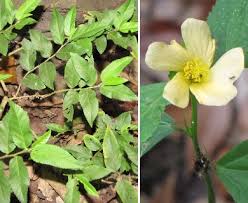 Image result for Sida acuta