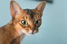 Abyssinians for Sale | Cats on Oodle Classifieds
