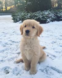 Pin On Dog