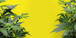 Shop for artwork by claudio valdes. Yellow Background With Marijuana Plants Photograph By Claudio Valdes