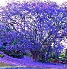 Jacaranda Trees Jacaranda Tree Beautiful Places Nature Purple Trees