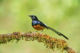 10 Must Use Bird Photography Camera Settings For Beginners Wildlife Photography Tips Bird Photography Photography Camera
