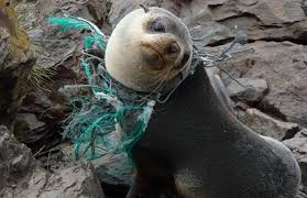 700 Marine Species Might Go Extinct Because Of Plastic Pollution Here Are 5 Ways You Can Help Animals Plastic Pollution Marine Animals