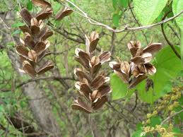 Image result for Dioscorea dumetorum
