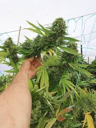 We did not find results for: Frisian Dew Australian Outdoor Grow Dutch Passion Blogs